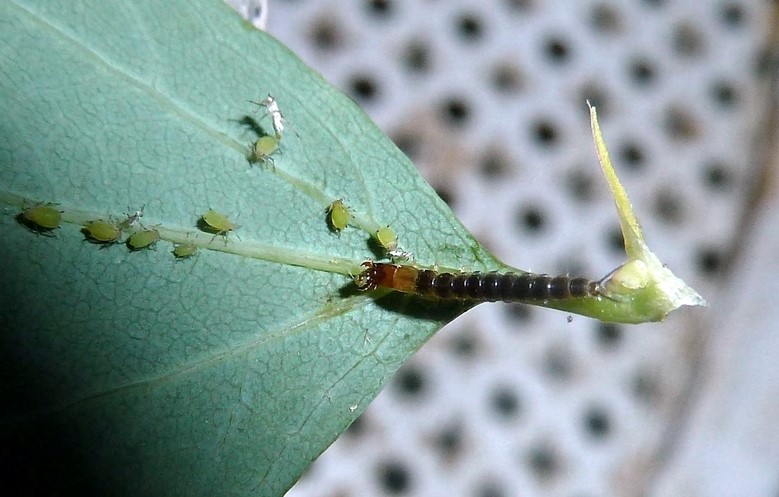 Larva di Staphylinidae...o di Carabidae? Carabidae